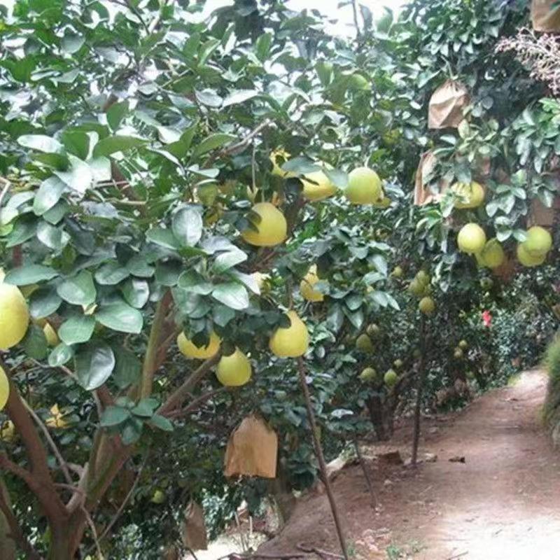 柚子苗琯溪蜜柚苗，包技术包活保品种，死苗包赔现挖现发基地