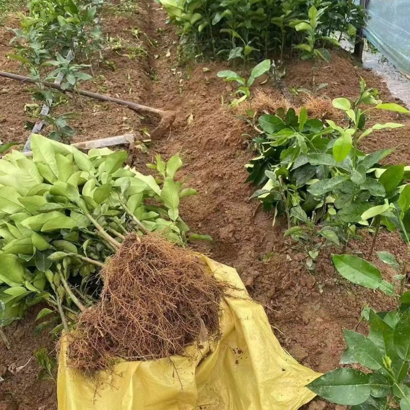 柚子苗琯溪蜜柚苗，包技术包活保品种，死苗包赔现挖现发基地