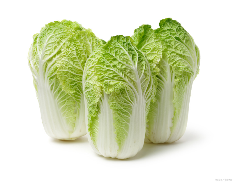 大白菜