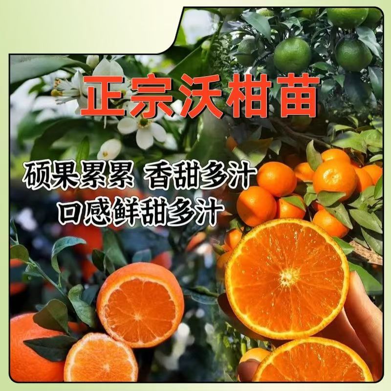 柑橘树苗沃柑树树苗