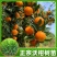 柑橘树苗沃柑树树苗