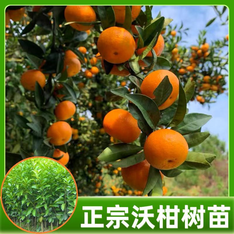 柑橘树苗沃柑树树苗