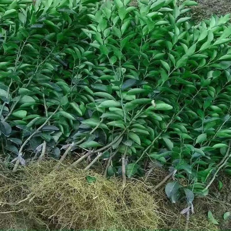 柑橘树苗沃柑树树苗