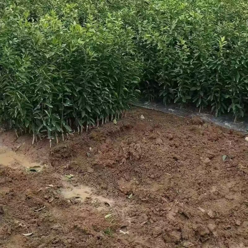 柑橘树苗沃柑树树苗