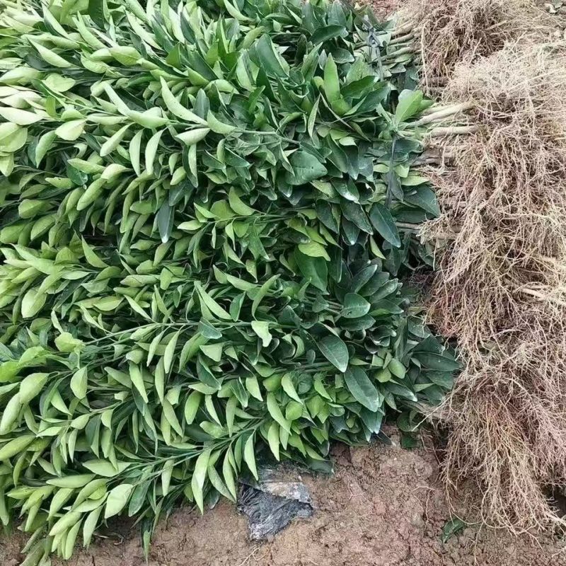 柑橘树苗沃柑树树苗