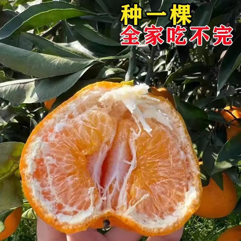 柑橘树苗耙耙柑树苗
