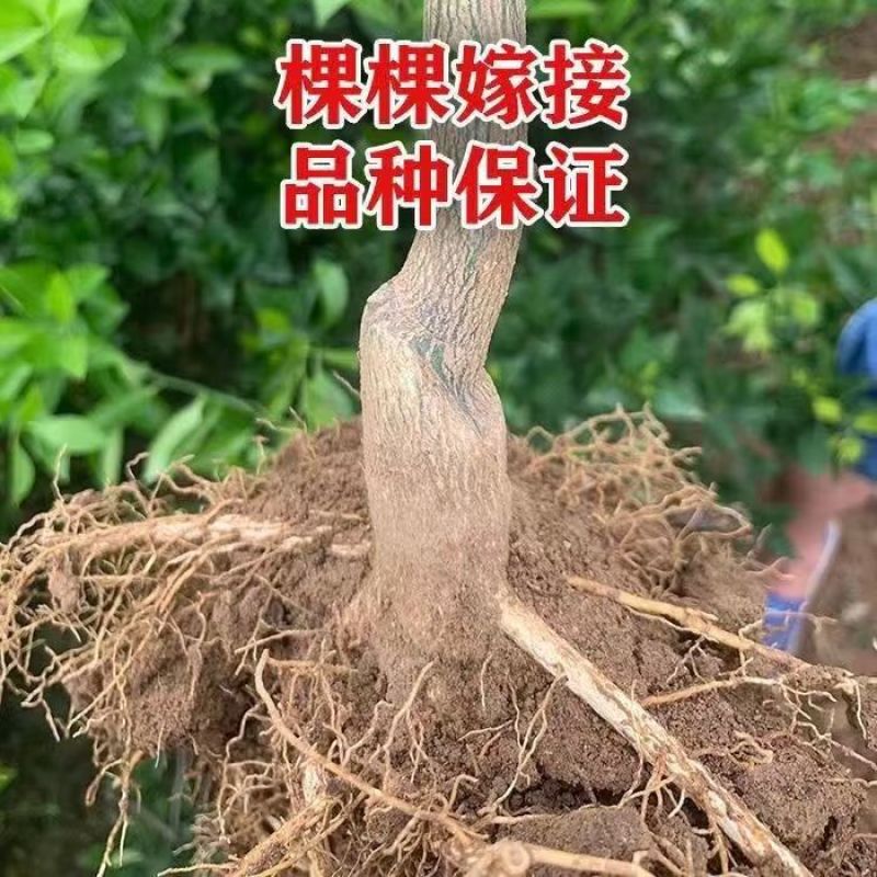 柑橘树苗耙耙柑树苗