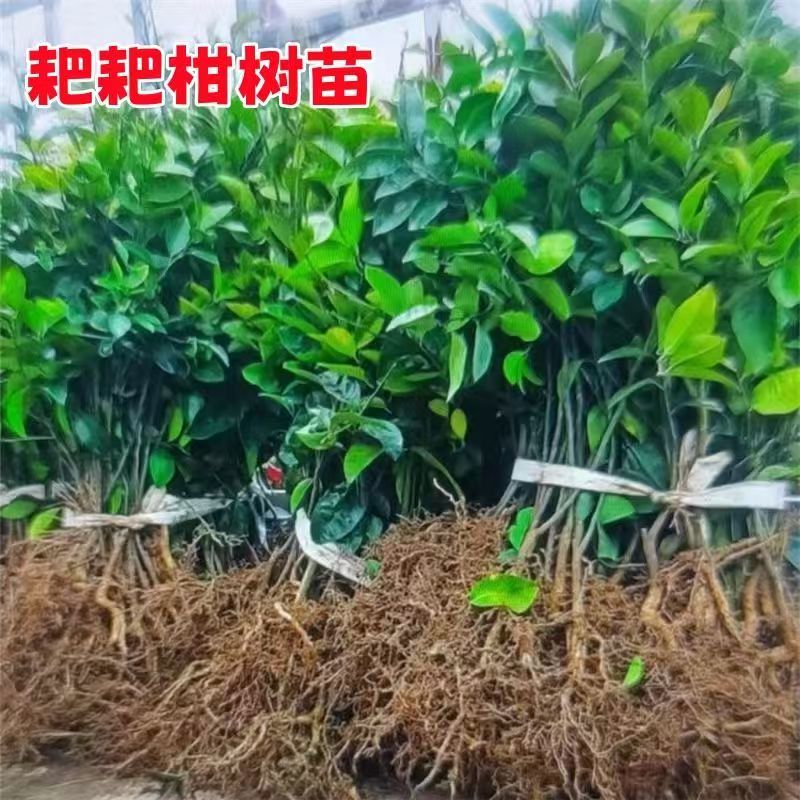 柑橘树苗耙耙柑树苗