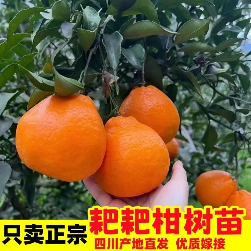 柑橘树苗耙耙柑树苗