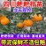 柑橘树苗耙耙柑树苗