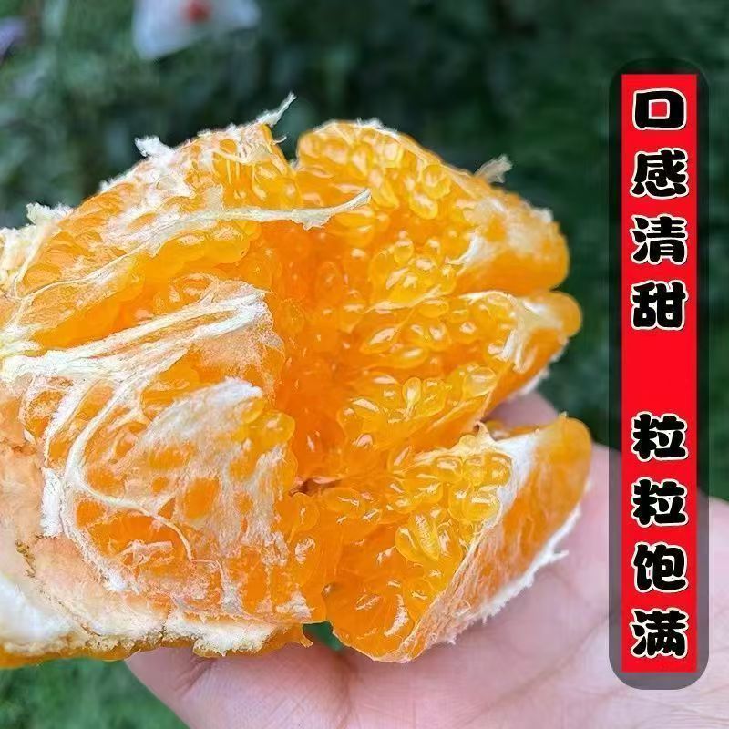 柑橘树苗耙耙柑树苗
