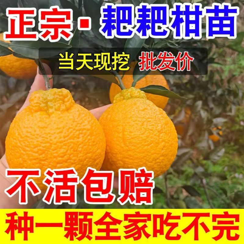 柑橘树苗耙耙柑树苗