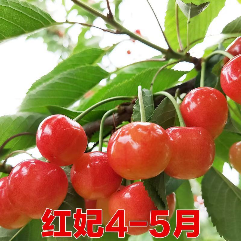 樱桃树玛瑙红樱桃树树苗