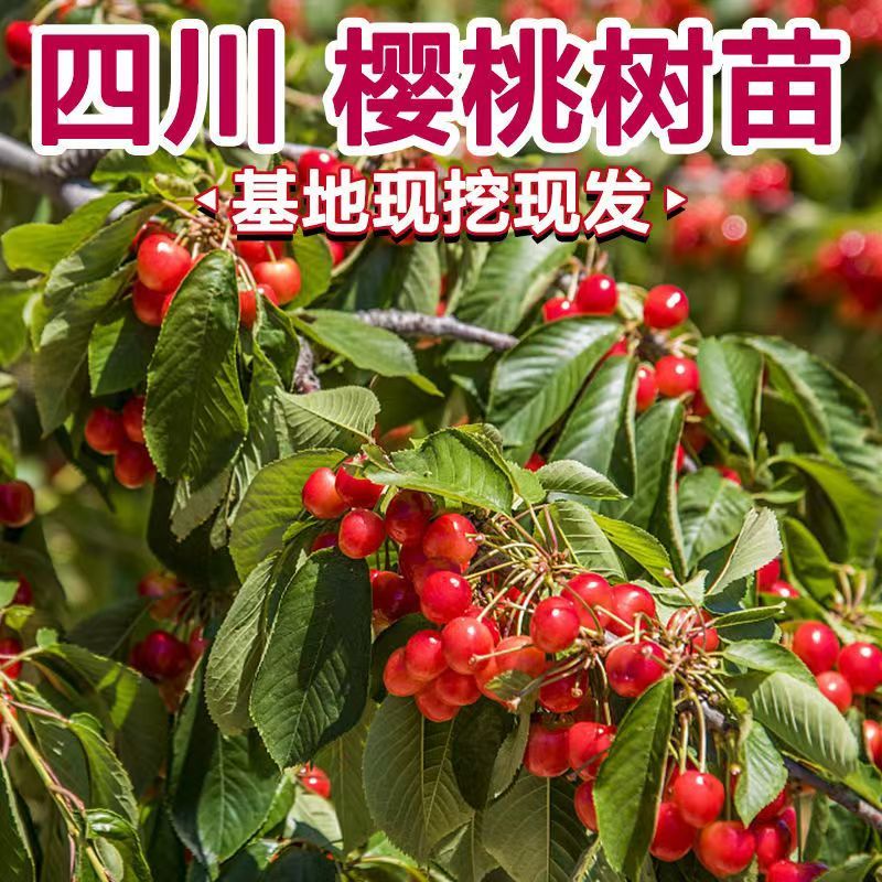 樱桃树玛瑙红樱桃树树苗