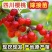 樱桃树玛瑙红樱桃树树苗