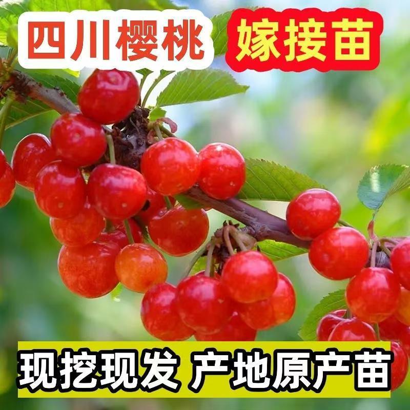 樱桃树玛瑙红樱桃树树苗