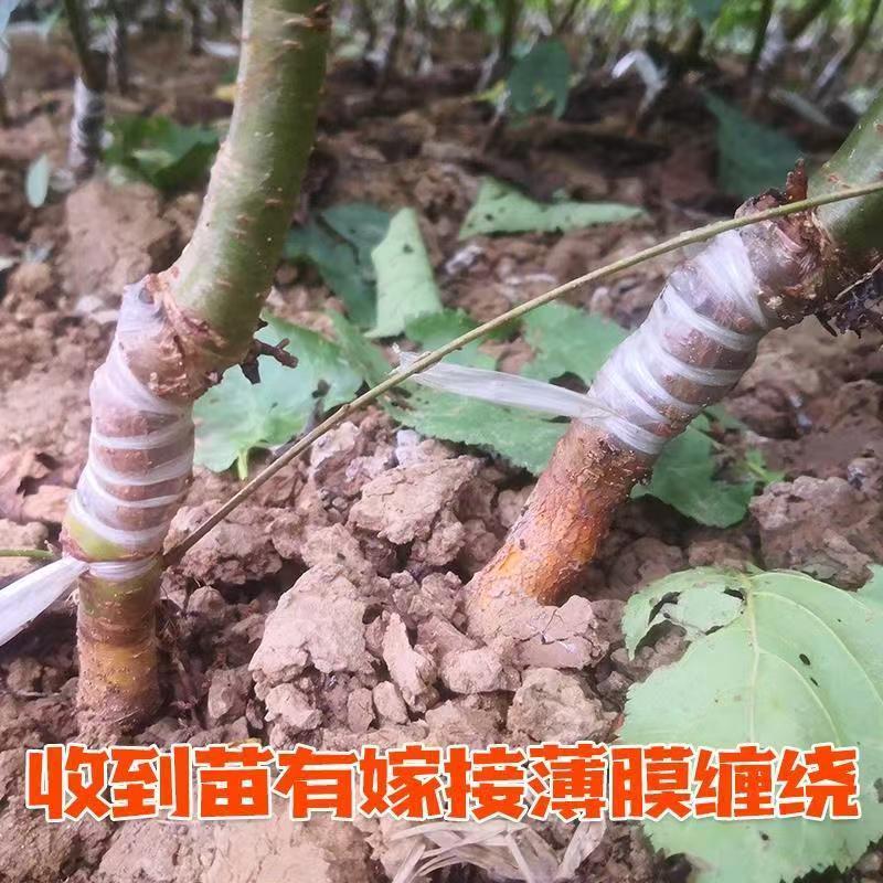 樱桃树玛瑙红樱桃树树苗