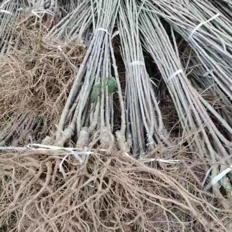樱桃树玛瑙红樱桃树树苗