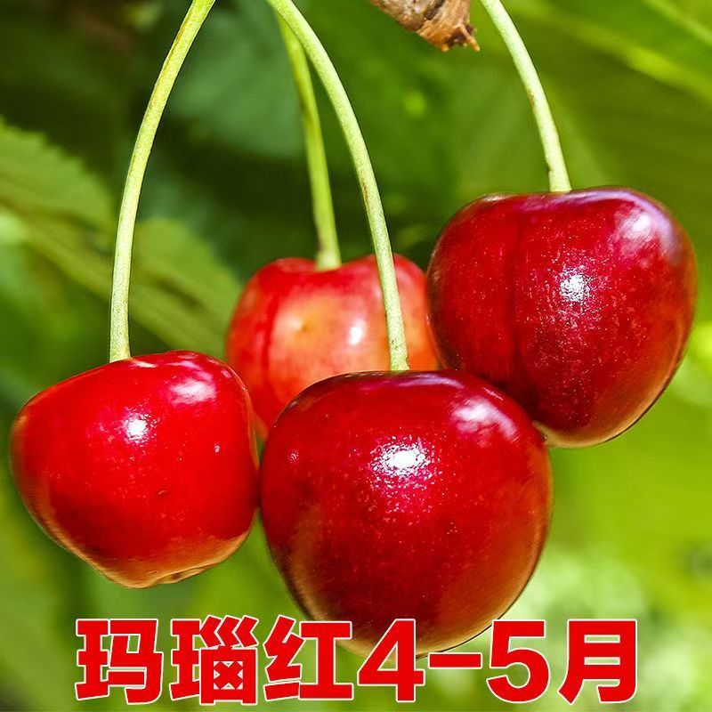 樱桃树玛瑙红樱桃树树苗