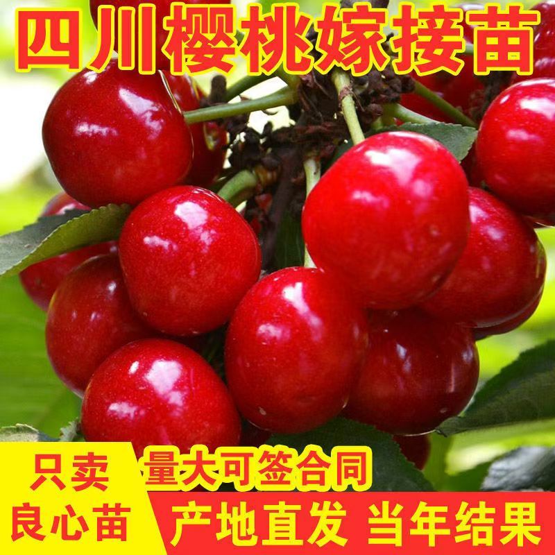 樱桃树玛瑙红樱桃树树苗