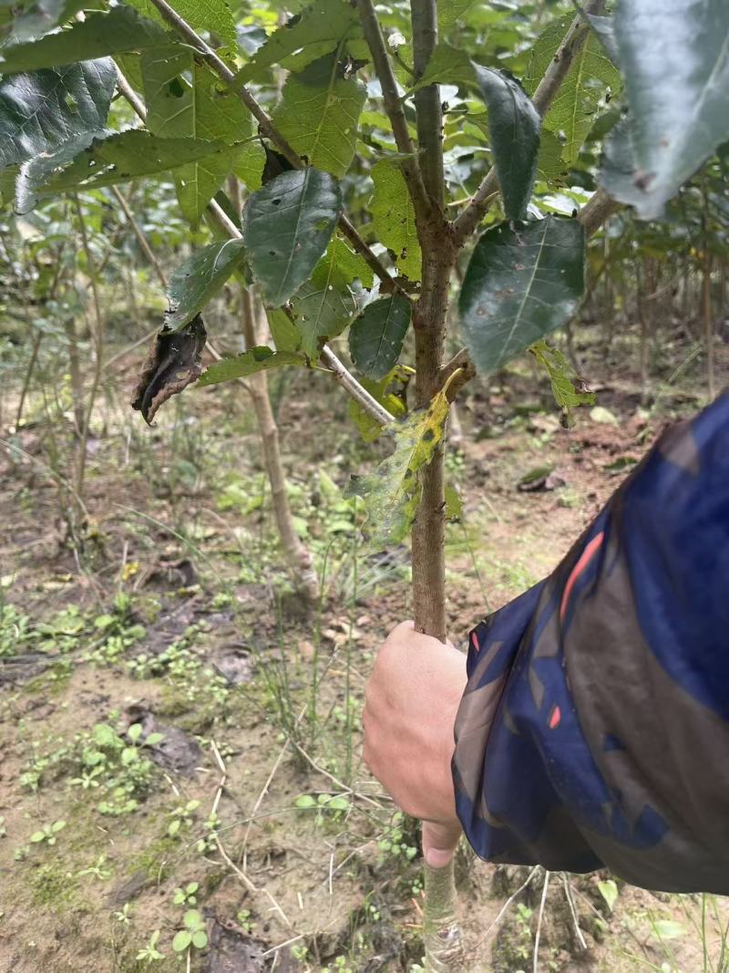 樱桃树玛瑙红樱桃树树苗