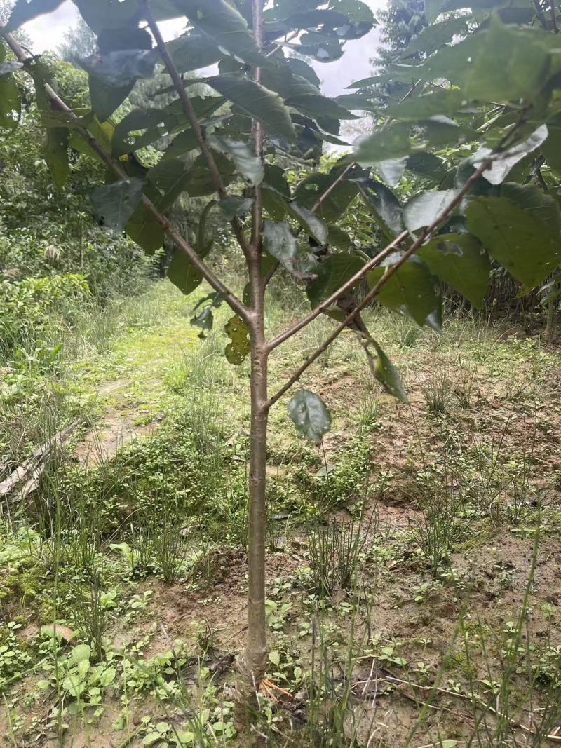 樱桃树玛瑙红樱桃树树苗