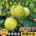 梨树苗翠冠梨树树苗