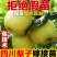 梨树苗翠冠梨树树苗