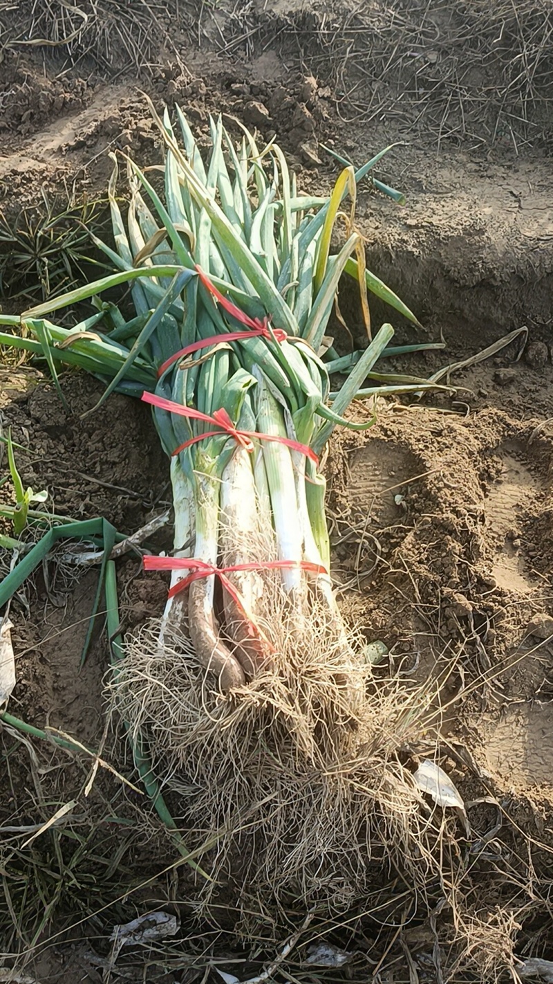 芥菜疙瘩