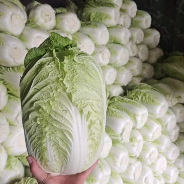 白菜玲珑黄456规格精品没虫眼不烧心量大可持续拉货