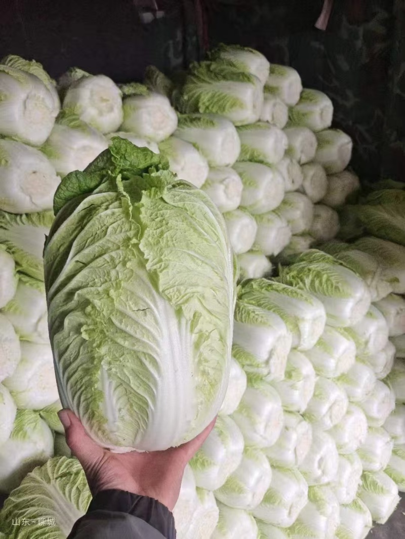 白菜玲珑黄456规格精品没虫眼不烧心量大可持续拉货