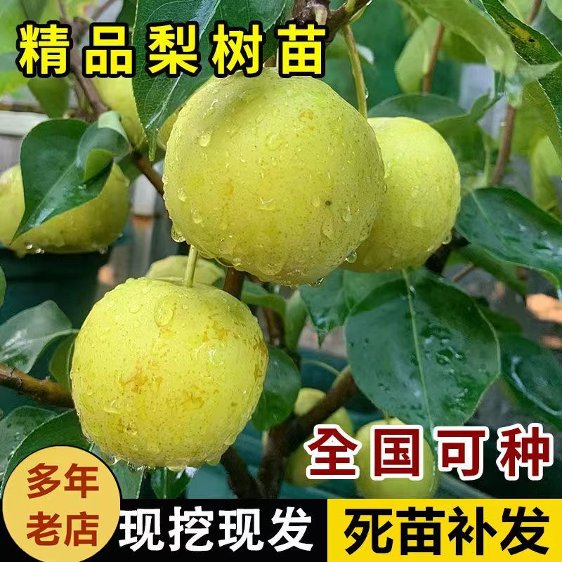 梨树苗秋月梨梨树苗