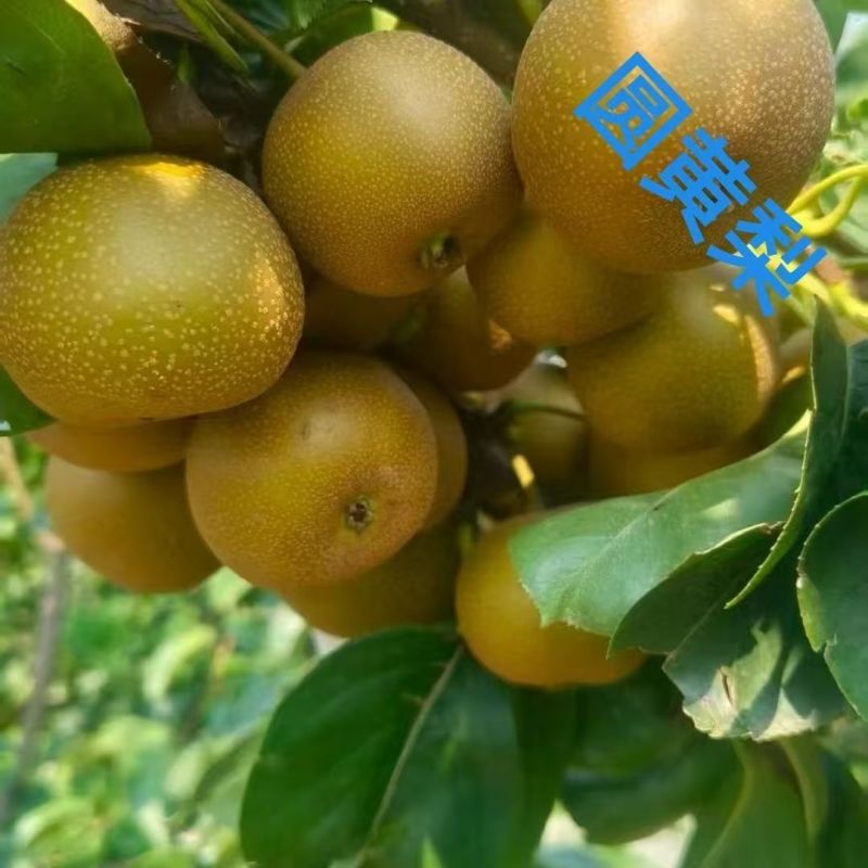 梨树苗秋月梨梨树苗