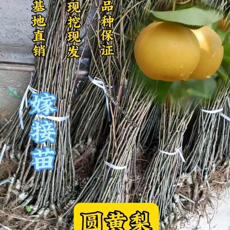 梨树苗秋月梨梨树苗