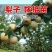 梨树苗秋月梨梨树苗