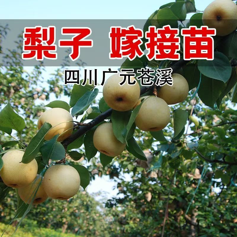 梨树苗秋月梨梨树苗