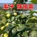 梨树苗秋月梨梨树苗