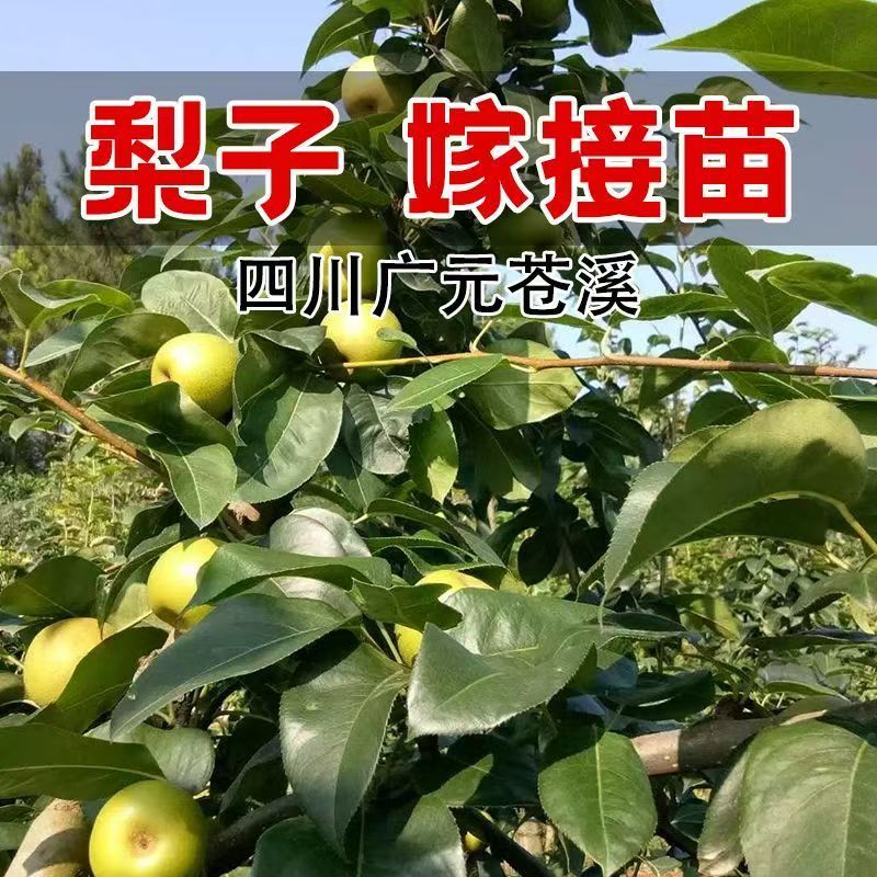梨树苗秋月梨梨树苗
