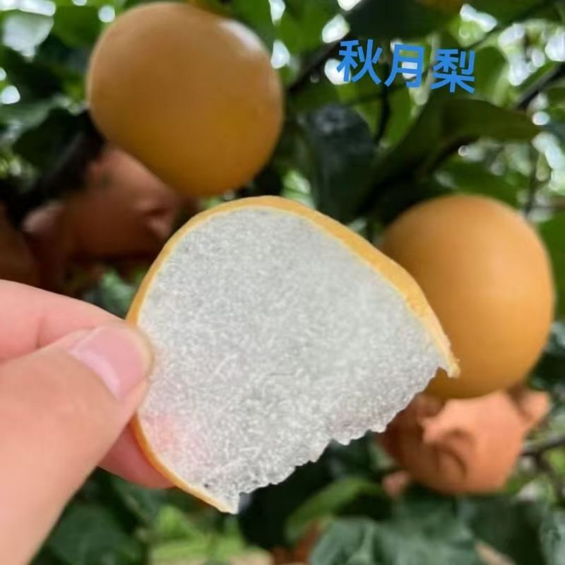 梨树苗秋月梨梨树苗