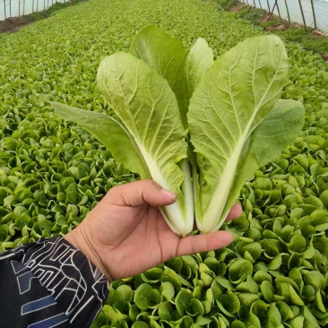 【推荐】曹县小白菜产地直发/视频看货/对接商超批发市场