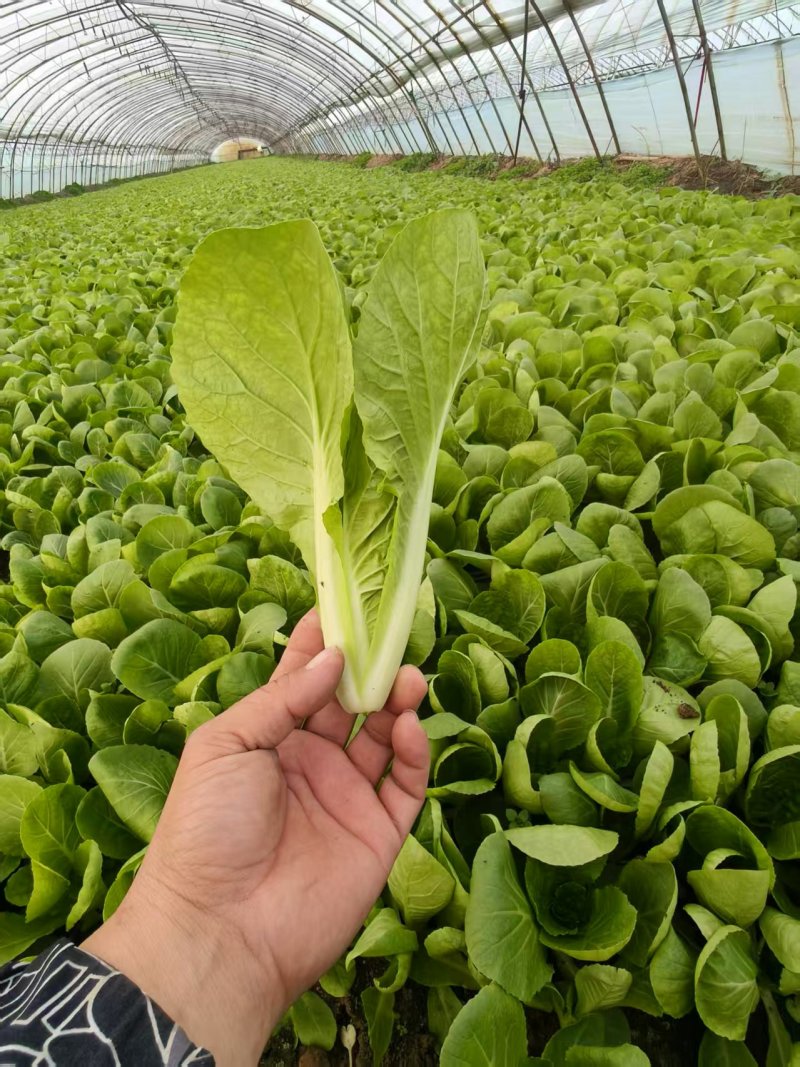 【推荐】曹县小白菜产地直发/视频看货/对接商超批发市场