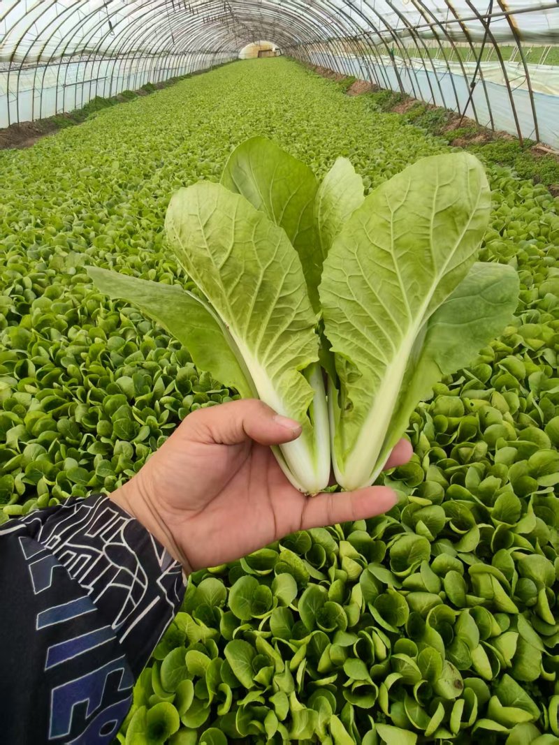 【推荐】曹县小白菜产地直发/视频看货/对接商超批发市场