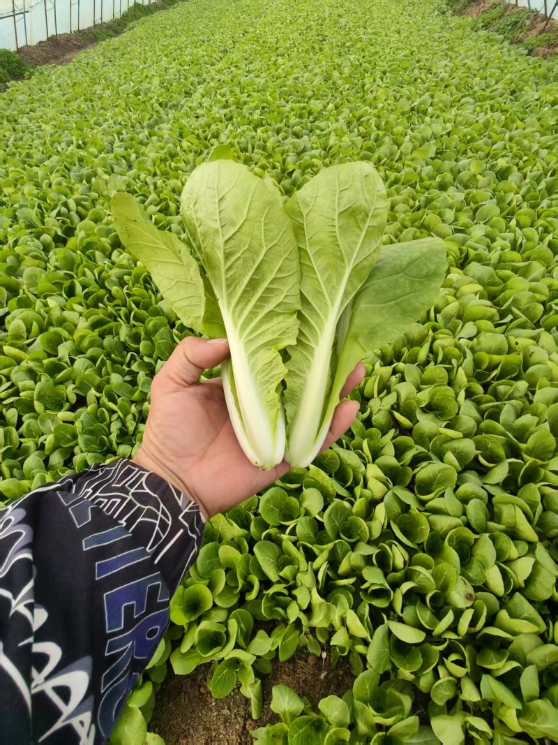 【推荐】曹县小白菜产地直发/视频看货/对接商超批发市场
