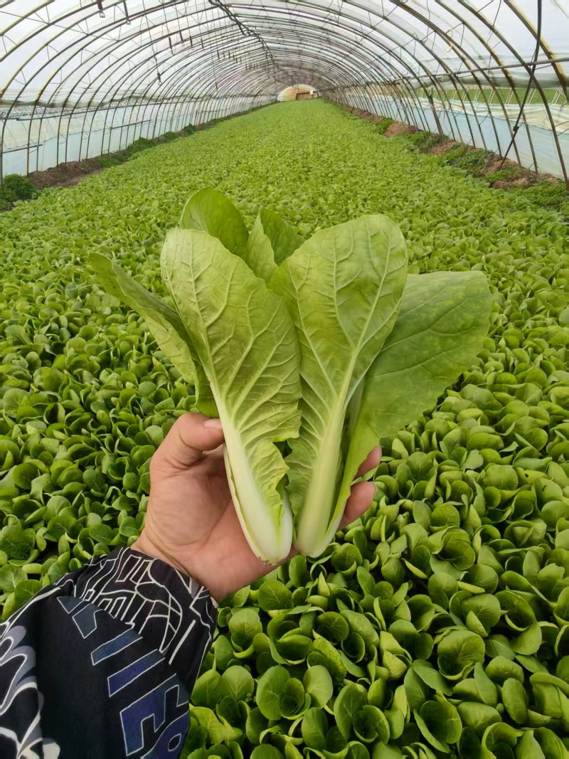 【推荐】曹县小白菜产地直发/视频看货/对接商超批发市场