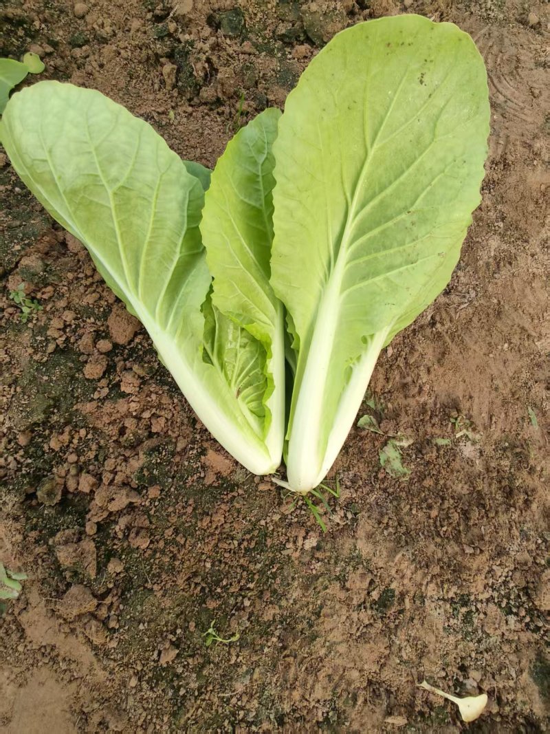 【推荐】曹县小白菜产地直发/视频看货/对接商超批发市场