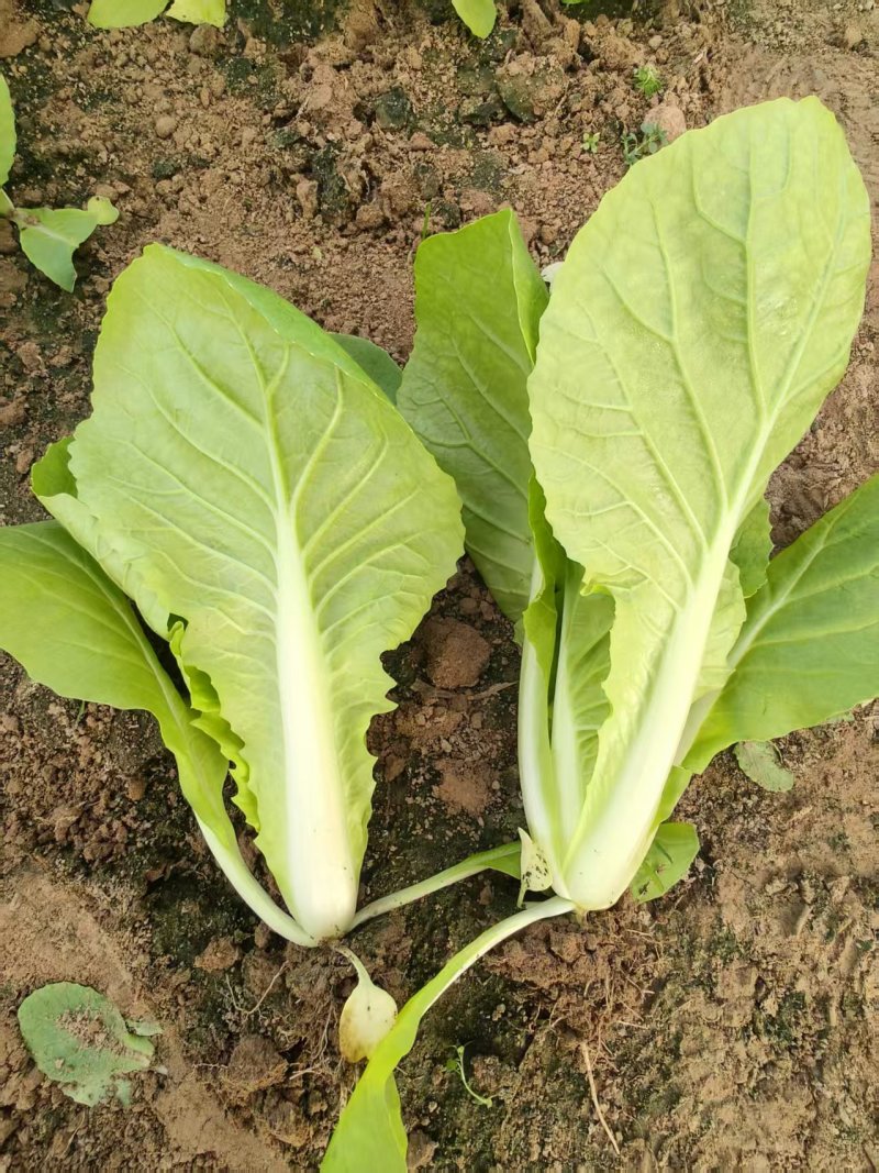 【推荐】曹县小白菜产地直发/视频看货/对接商超批发市场
