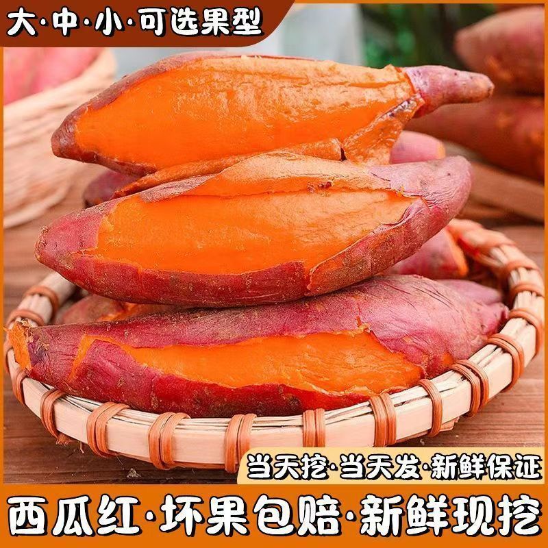 正宗沙地蜜薯新鲜红薯板栗番薯西瓜现挖巴马红心农家糖心地瓜