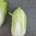 宁夏精品黄心白菜产地直发品质保证量大从优一手货源