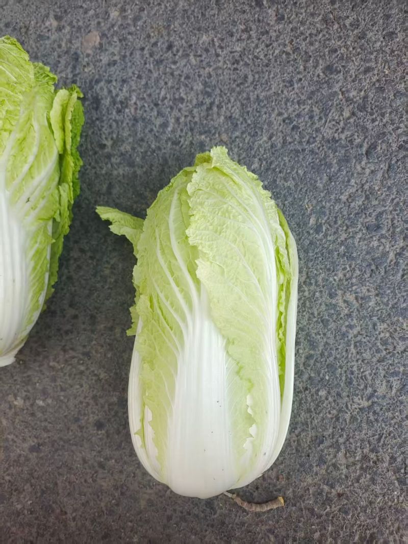 宁夏精品黄心白菜产地直发品质保证量大从优一手货源