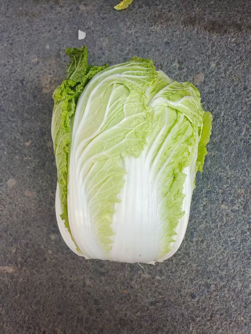 宁夏精品黄心白菜产地直发品质保证量大从优一手货源